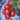 Fresh Winterberry