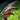 Wings of the Sunless.png