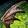 Wings of the Sunless.png