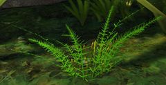 Asparagus.jpg