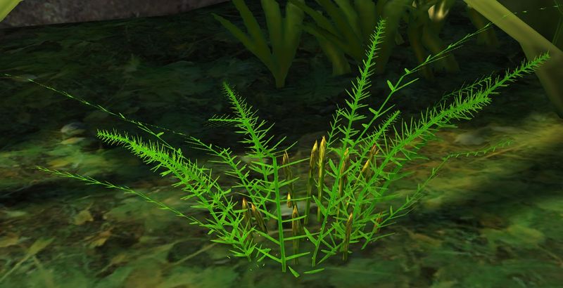 File:Asparagus.jpg