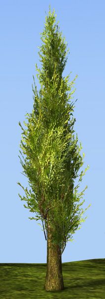 File:Cypress Sapling alt.jpg