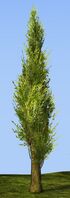 Cypress Sapling alt.jpg