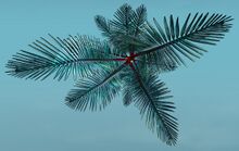 Island Fern top.jpg