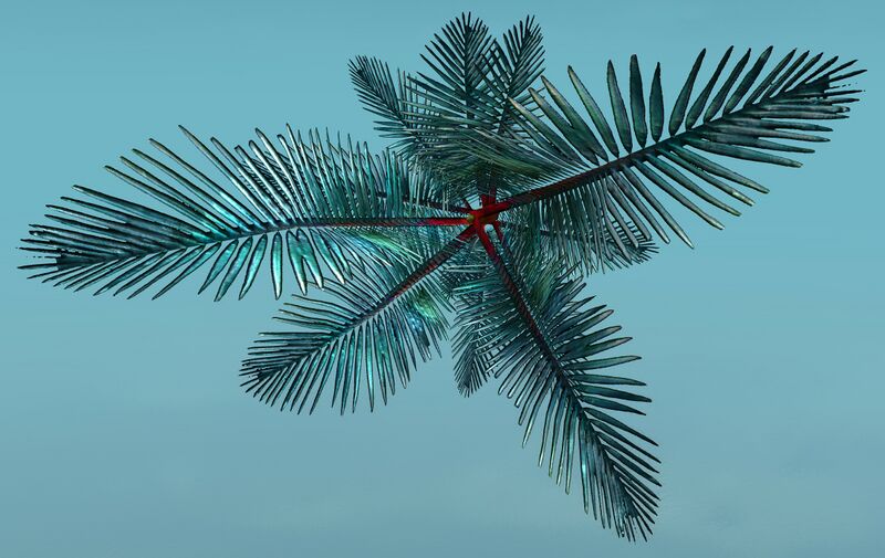 File:Island Fern top.jpg