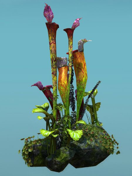 File:Island Pitcher Plant Patch back.jpg