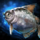 Silverfish.png