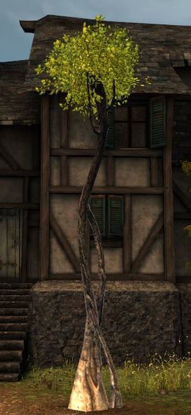 File:Thin Tall Tree Transformation.JPG