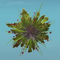 Island Shrub (Bunch) top.jpg