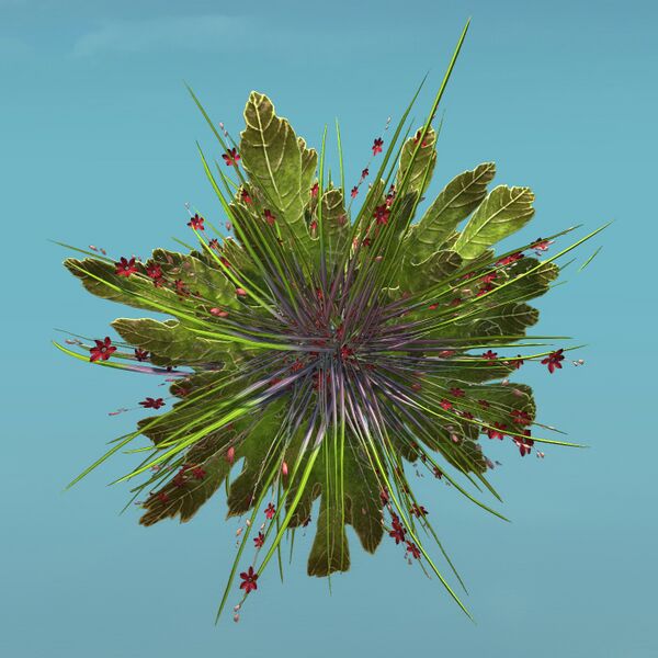 File:Island Shrub (Bunch) top.jpg