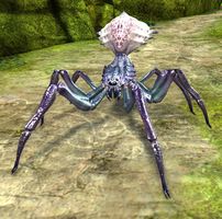 Jungle Spider.jpg