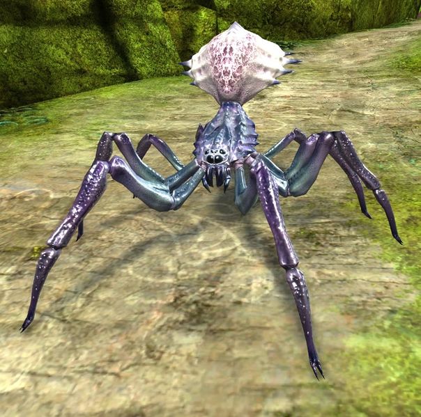 File:Jungle Spider.jpg
