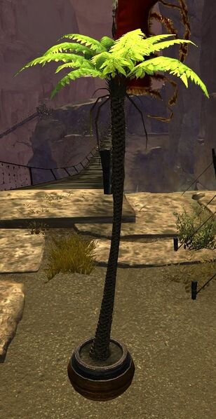File:Potted Slender Fern Tree.jpg
