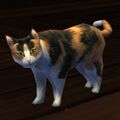 Prop cat (calico).jpg