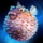 Pufferfish.png