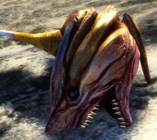 Slaughtered Sandfish (Sand Shark).jpg