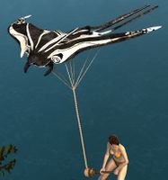 Zebra Skimmer Kite.jpg