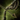 Ancient Boreal Longbow.png