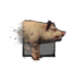 Juvenile Pig.png