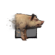 Juvenile Pig.png