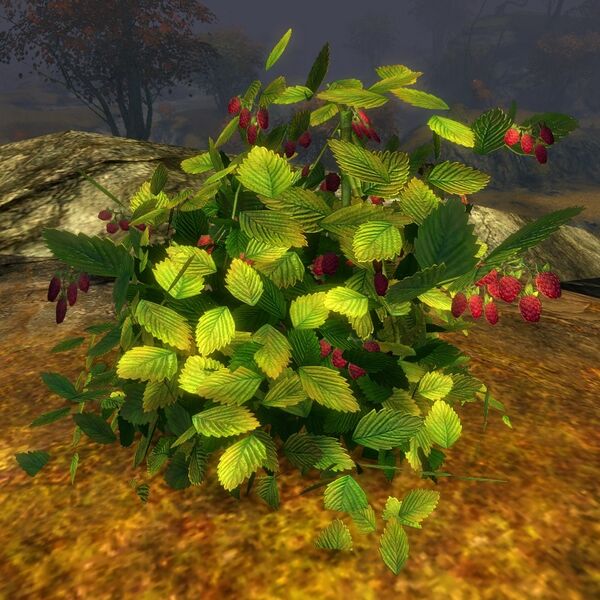 File:Raspberries.jpg
