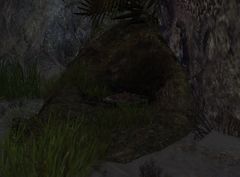 Reef Skelk Nest.jpg