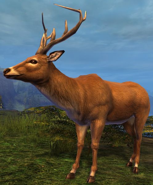 File:Stag.jpg