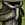 Whisper's Secret Tassets.png