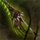 Zhaitan's Bite.png