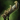 Mist Lord's Pistol.png