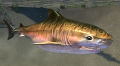 Shark (alt).jpg