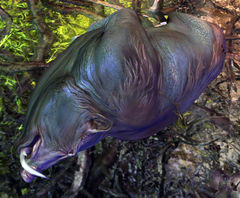 Toxin-Cured Hog.jpg