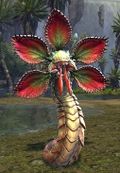 Fanged Iboga.jpg