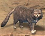 Grey Cat.jpg