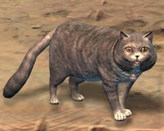 Grey Cat.jpg
