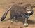Grey Cat.jpg