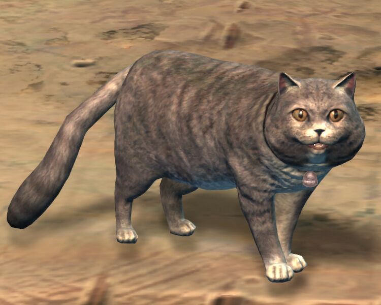 File:Grey Cat.jpg