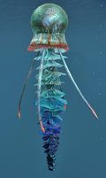 Jellyfish.jpg