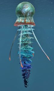 Jellyfish.jpg