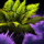Tropical Shrub.png