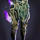 Etherbound Legguard.png