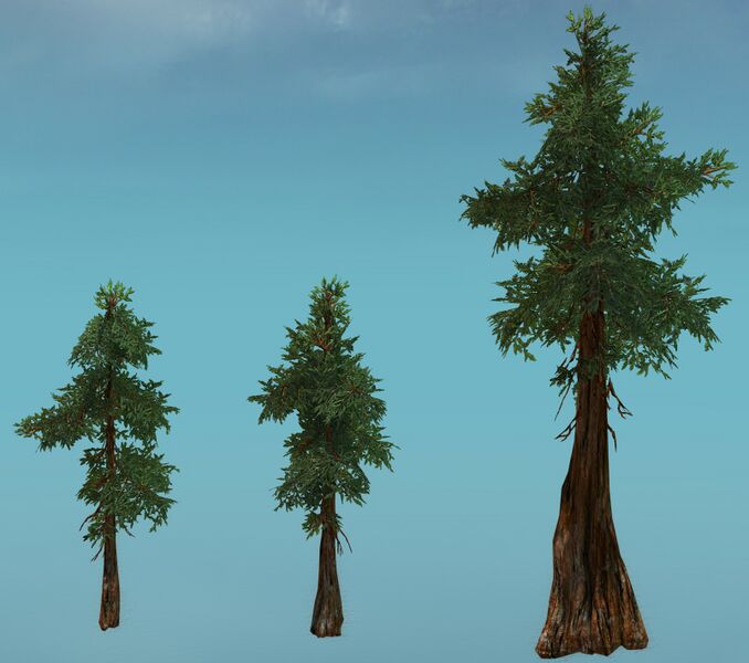 File:Drizzlewood Coast Tree reference.jpg