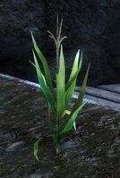 Planter Soil with vegetables.jpg