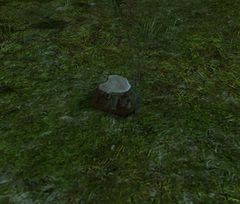 Tree Stump.jpg