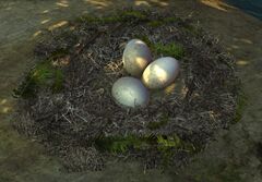 Egg Nest.jpg
