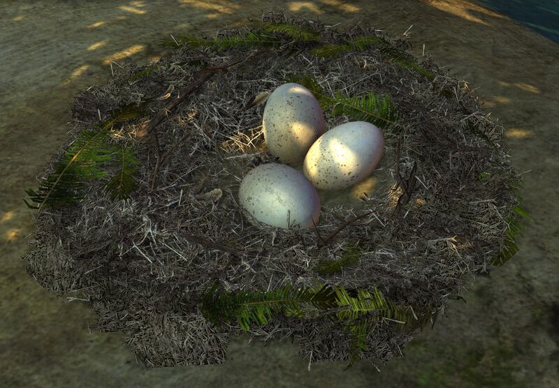 File:Egg Nest.jpg