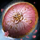 Imperial Everbloom Shield.png