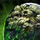 Orrian Shield.png