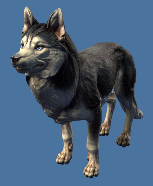 File:Mini Husky Dog.jpg