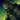 Mini Risen Plague Carrier.png